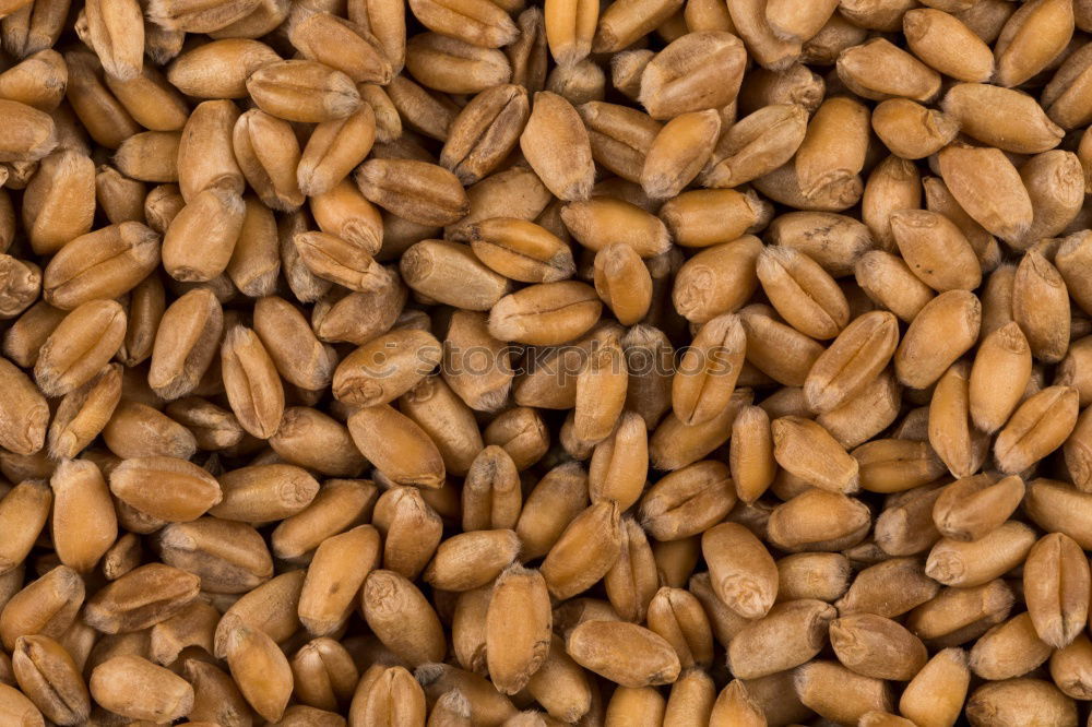 Similar – Image, Stock Photo #A# Nuts Food Nutrition