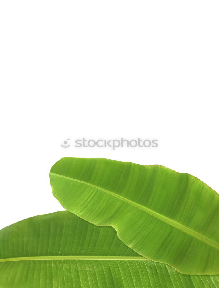 Similar – life Plant Leaf Green