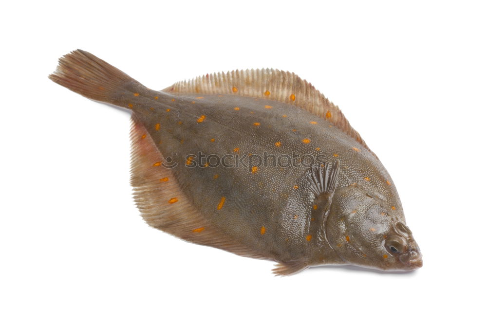 Similar – Image, Stock Photo piranha Piranha Dandruff