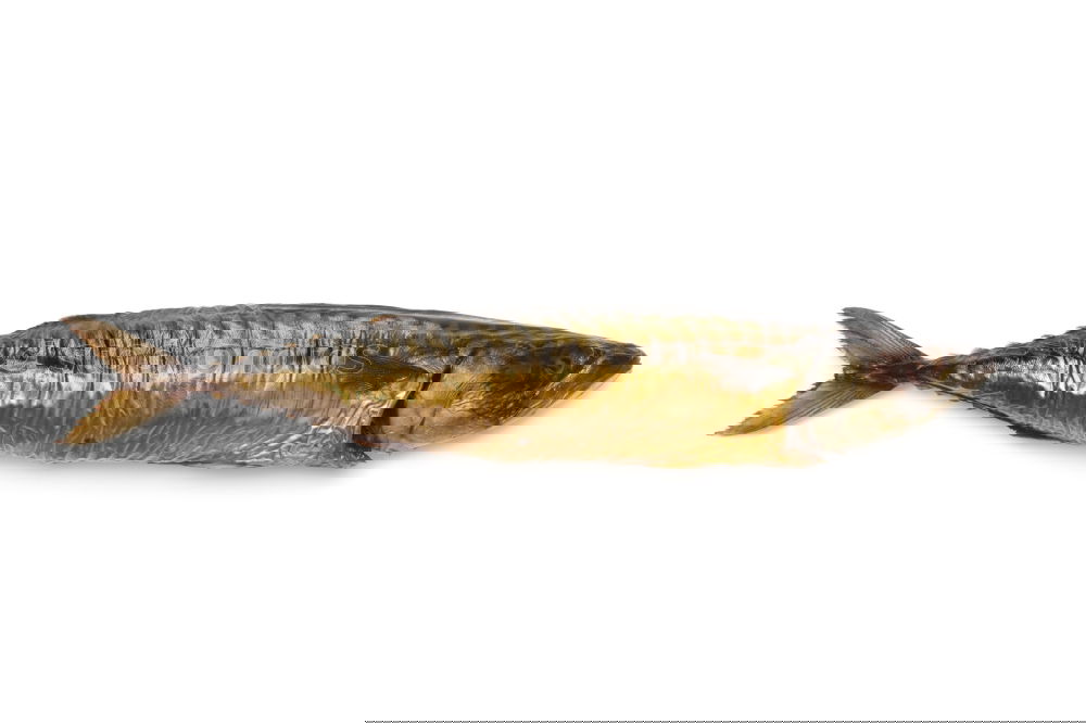 Similar – Image, Stock Photo mackerel Food Fish Seafood