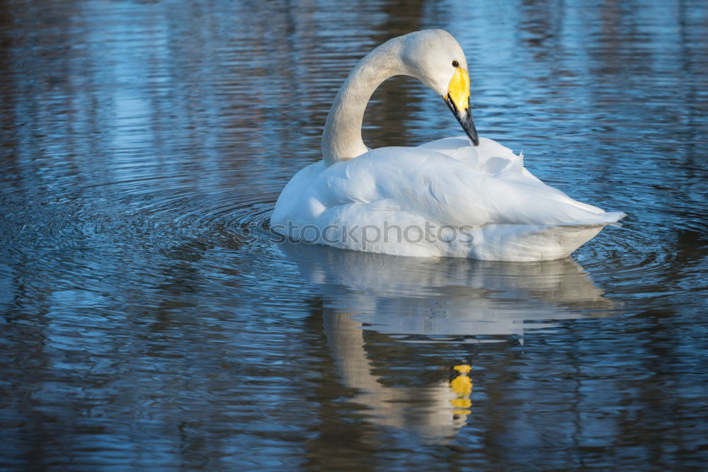 Similar – Image, Stock Photo My dear Swan II Animal