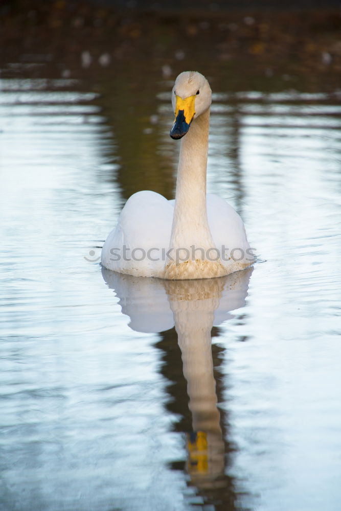 Similar – Image, Stock Photo My dear Swan II Animal