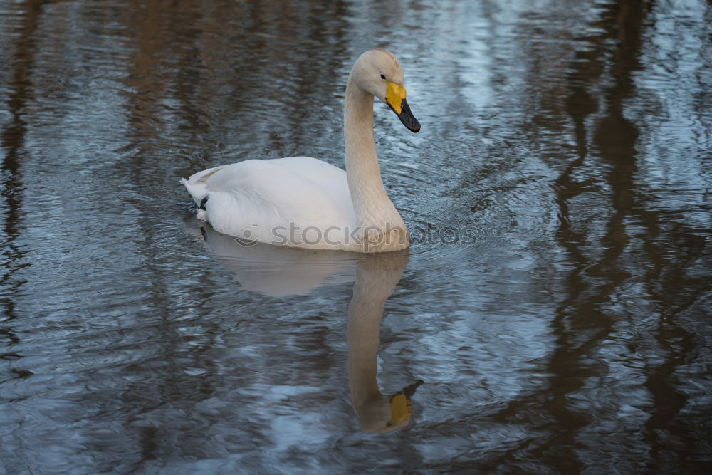 Similar – Image, Stock Photo My dear Swan II Animal