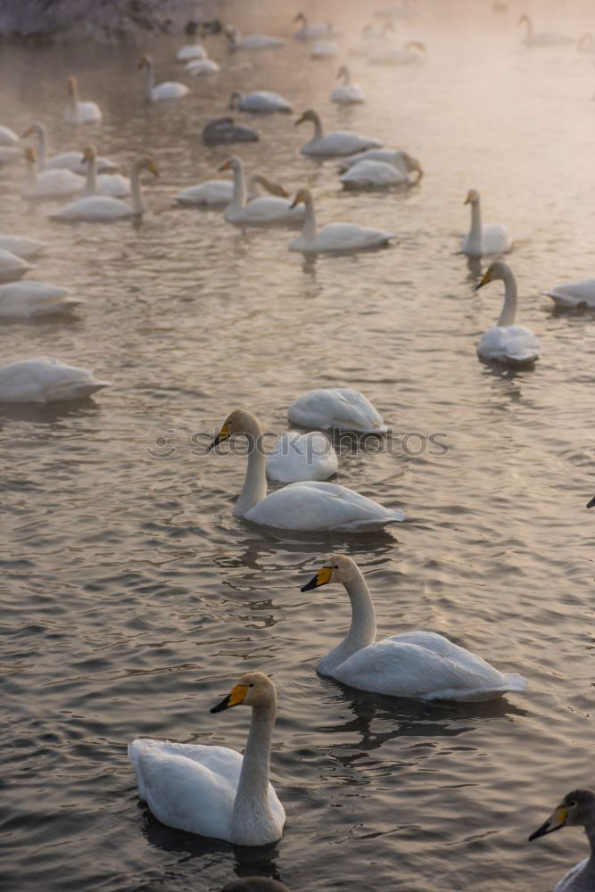 Similar – Schaulaufen Natur Wasser