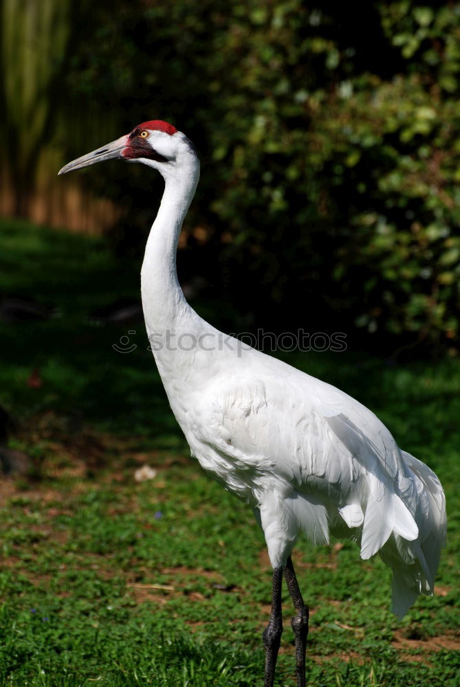 Similar – Image, Stock Photo King of the birds Bird Zoo