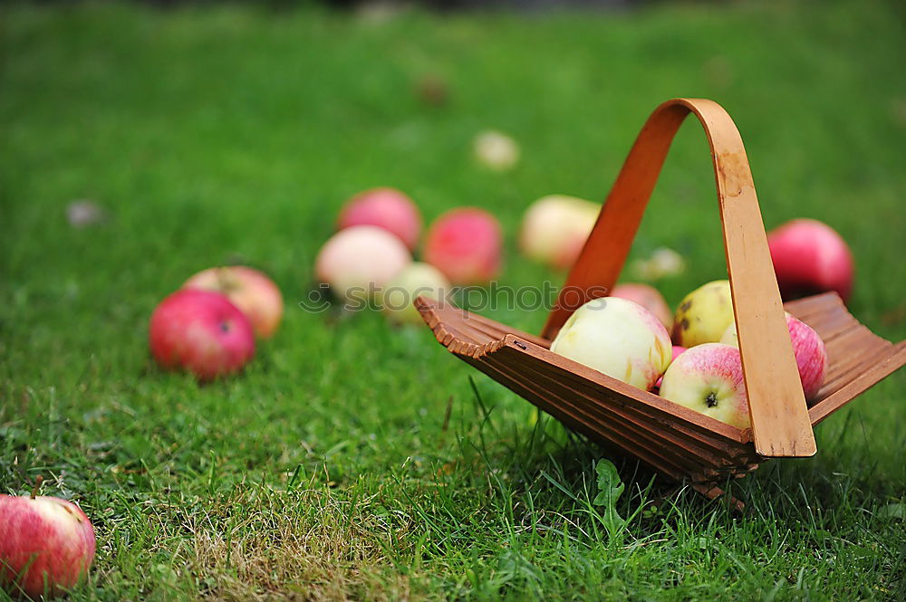 Similar – Apple harvest in the garden