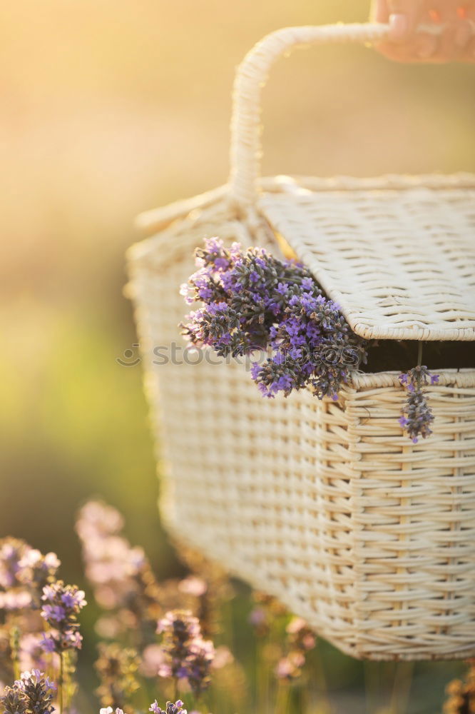 Similar – Image, Stock Photo bouquet of various multi colored delphiniums