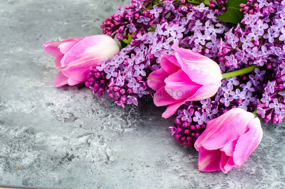 Similar – Image, Stock Photo transient beauty Spring