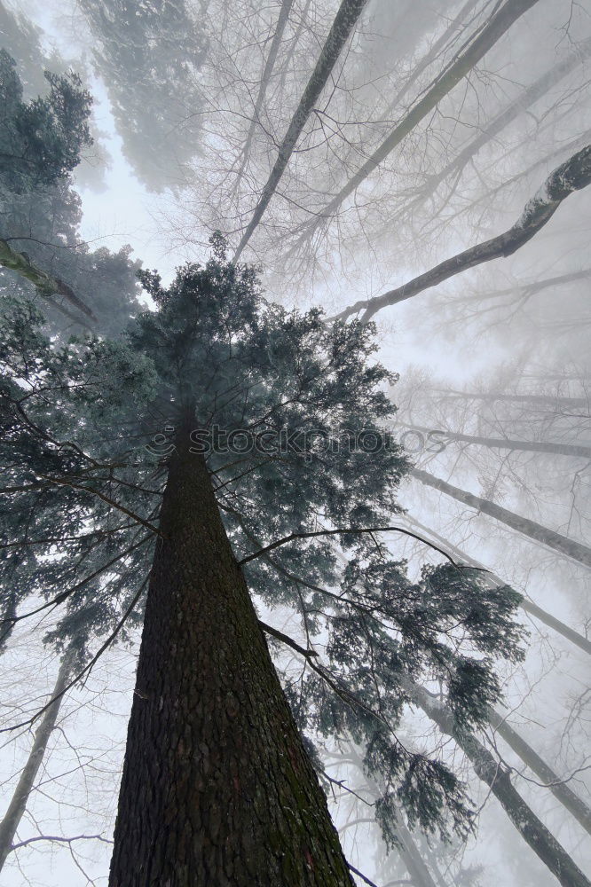 Similar – Image, Stock Photo Cypresses. Nature Symmetry