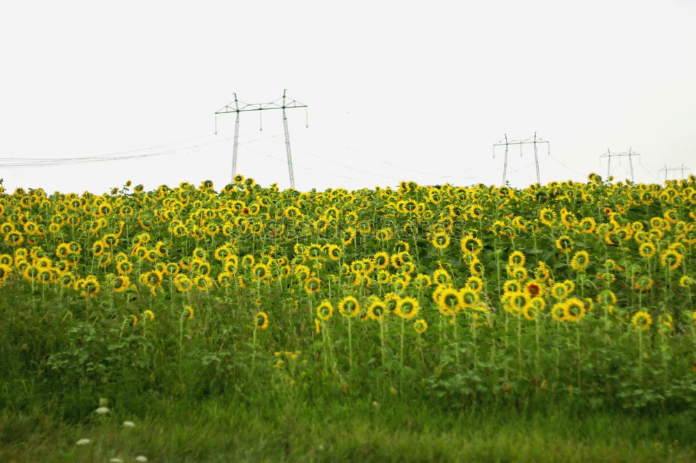 Similar – rapeseed forest To enjoy