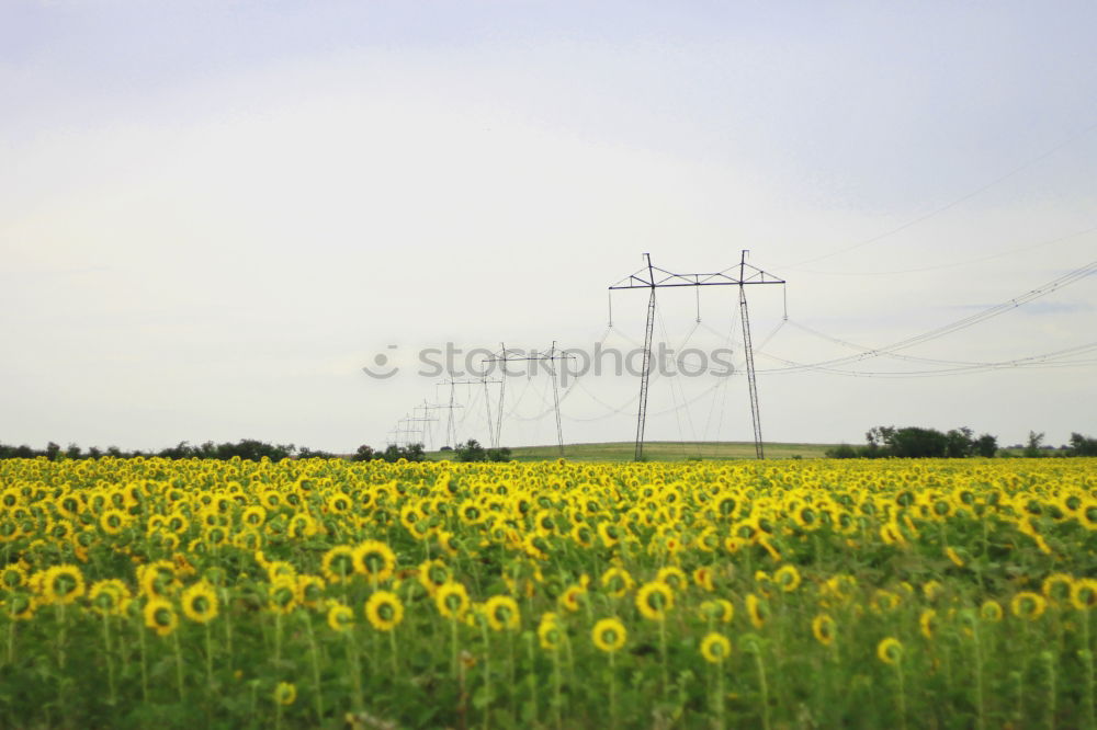 Similar – rapsfeld Canola