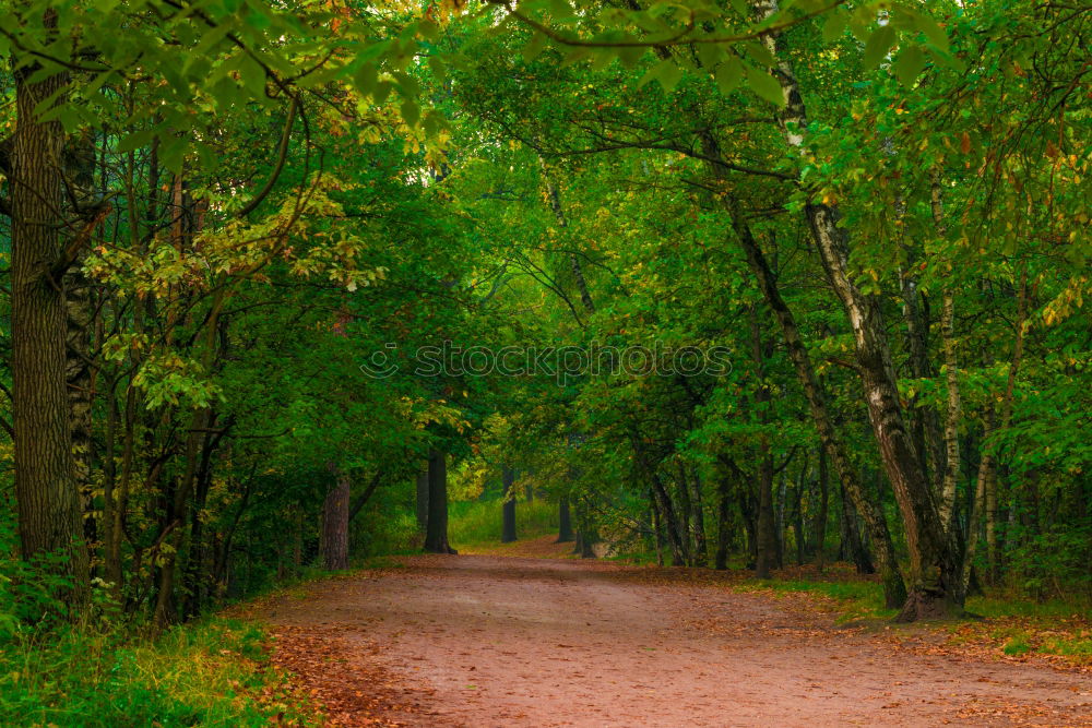 Similar – | steiniger weg Allee Baum