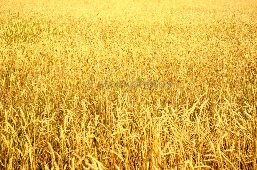 Similar – Foto Bild in the field Feld Distel