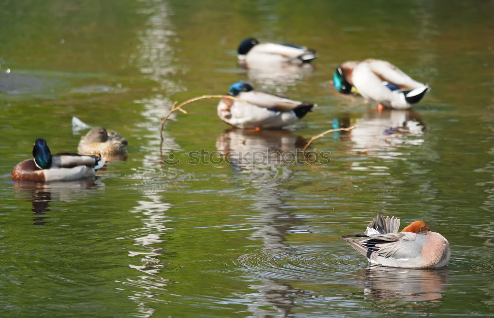 Similar – Morgens am See Umwelt