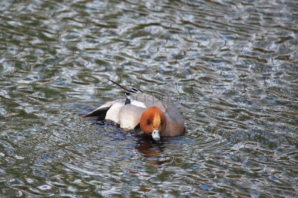 water duck Sweet Cute