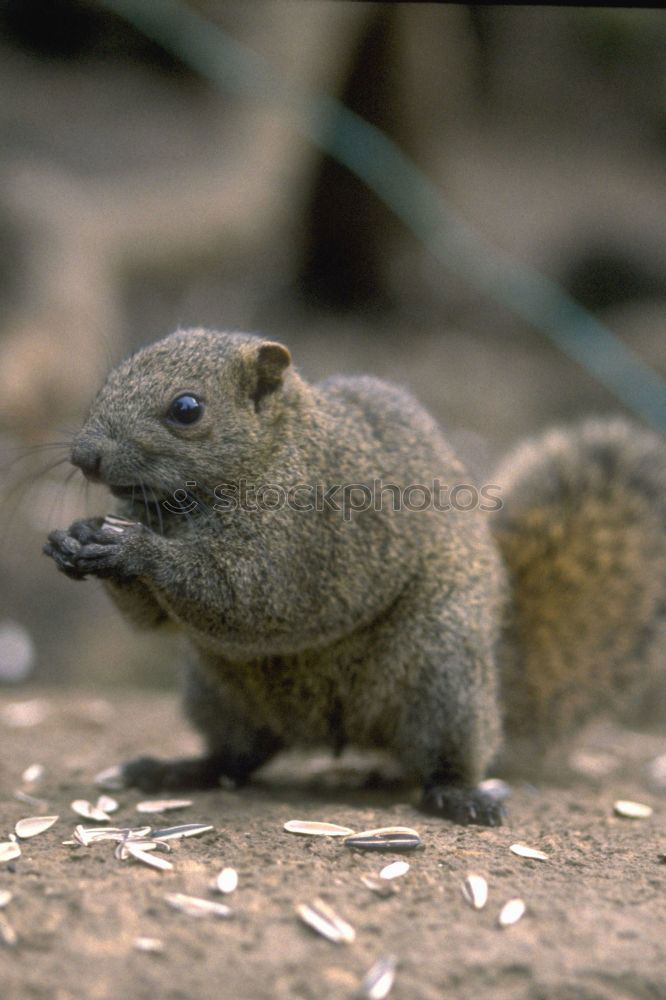 Similar – Eat and be eaten. Meerkat eats a mouse