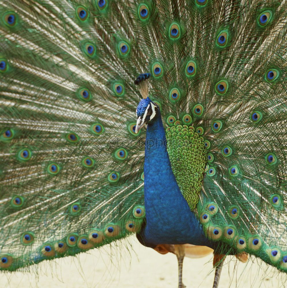 Similar – peacock Animal Bird