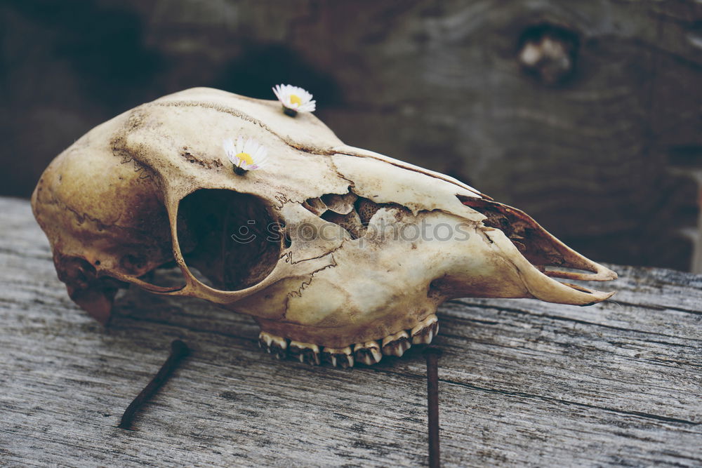 Similar – Image, Stock Photo Wild animal skull over an old window