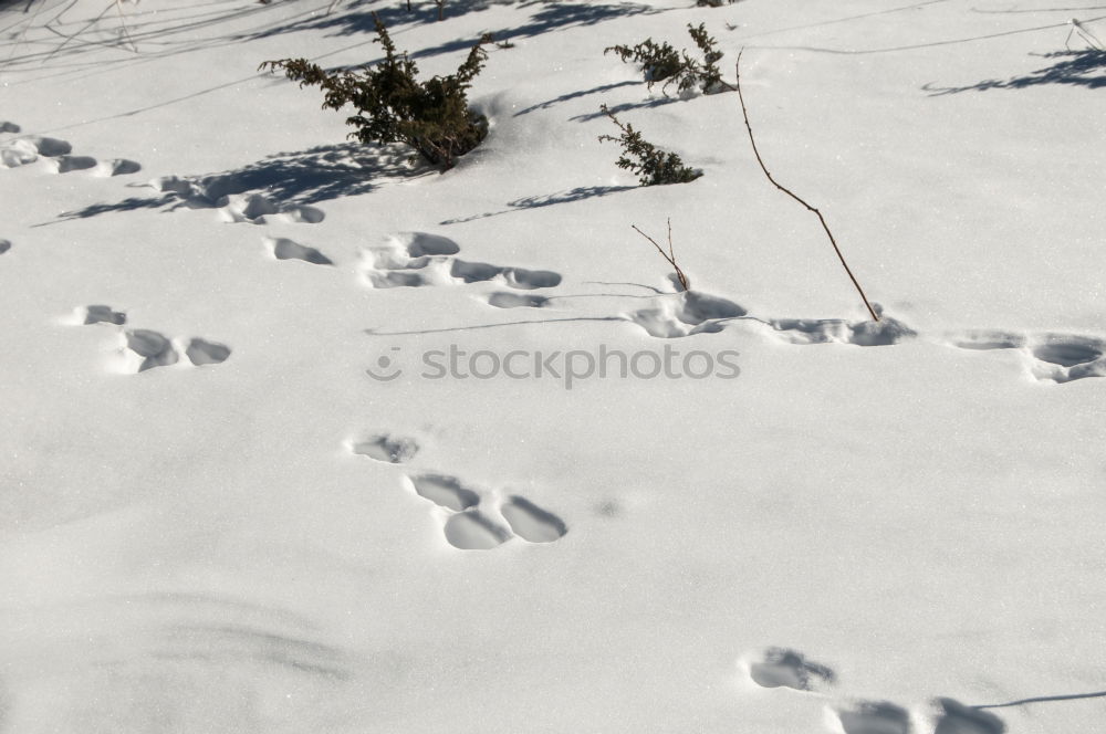 Similar – Image, Stock Photo A small step for a stranger