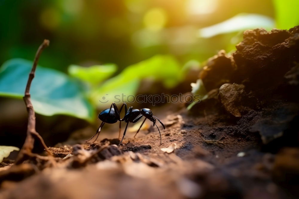 golden ant (blurred)