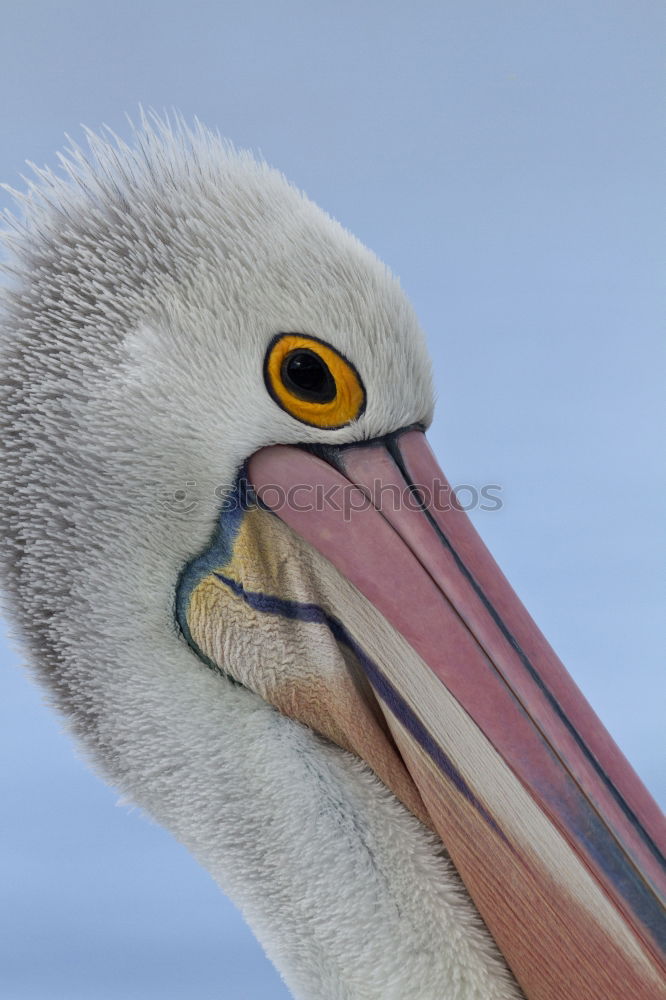 Image, Stock Photo Pelican against blue neutral background