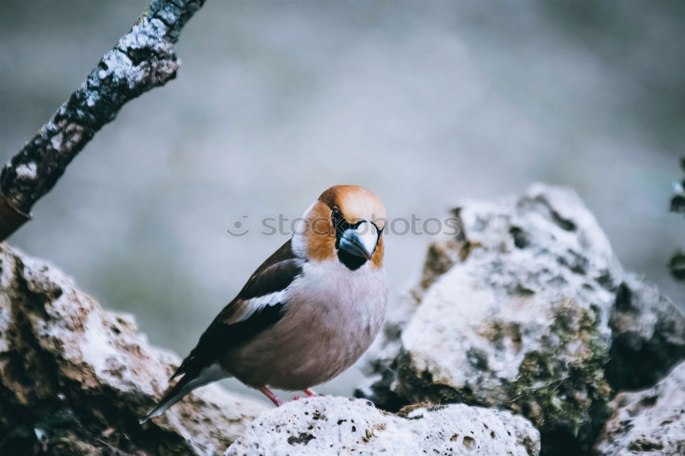 hawfinch Environment