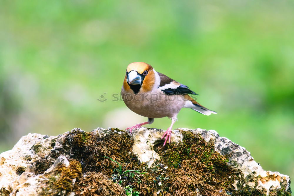 Full attention Chaffinch