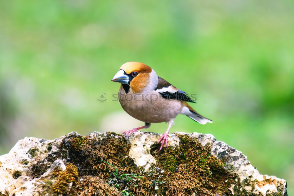 Similar – Image, Stock Photo garden bird on a stump