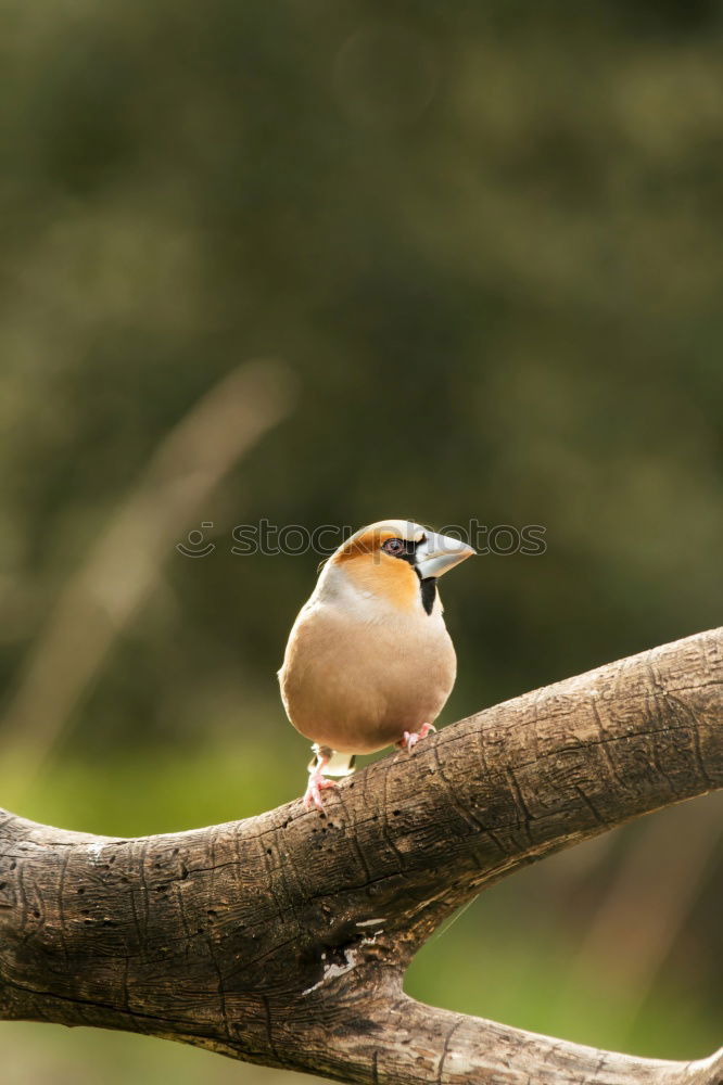 Similar – Image, Stock Photo Chaffinch sitting on a branch