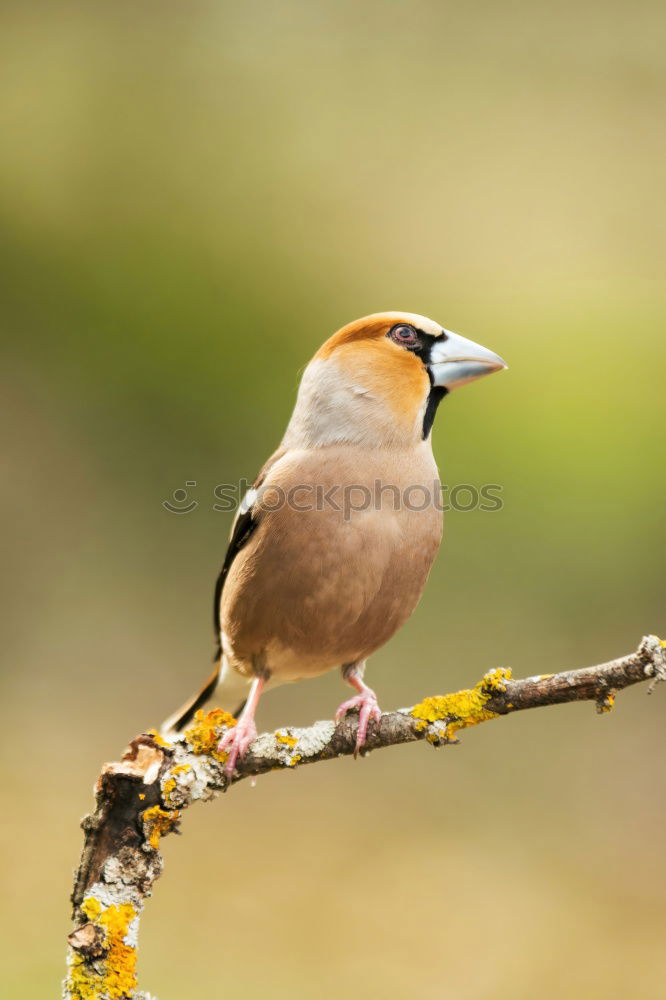 Similar – Image, Stock Photo garden bird on a stump