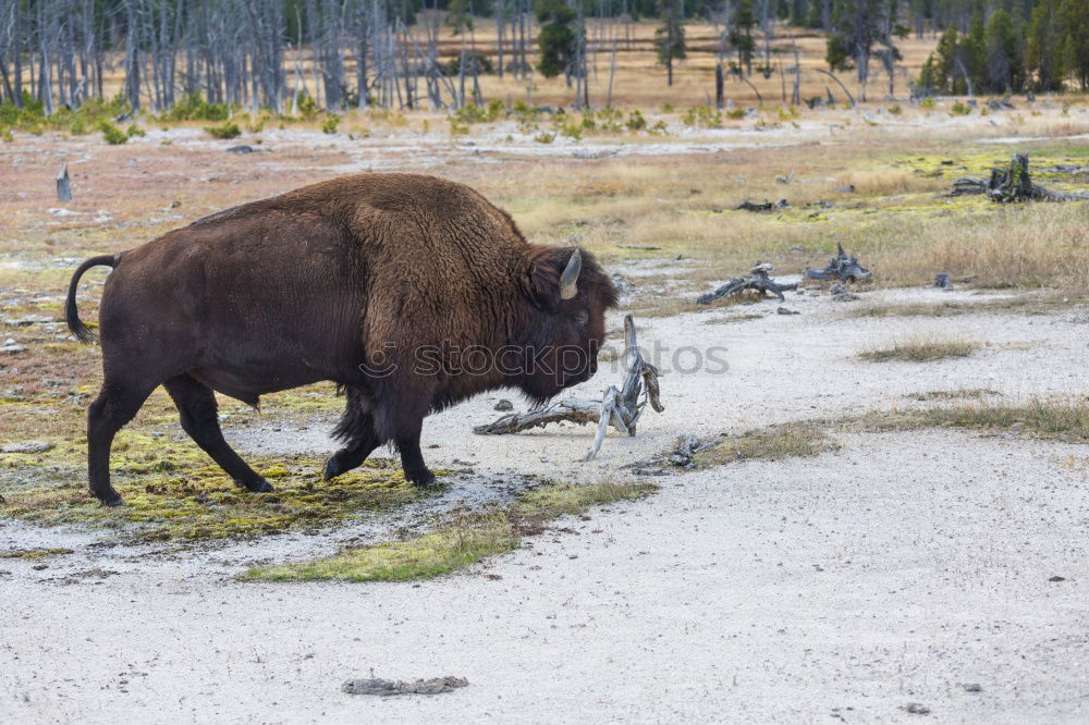 Similar – Wood Bison Animal