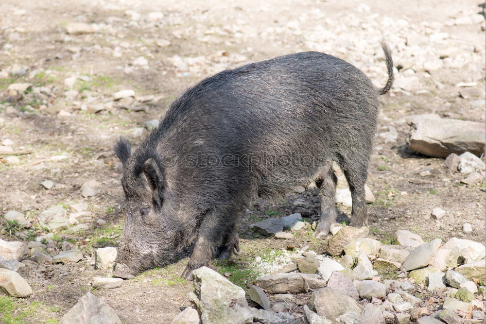 Similar – wild boars Nature Animal