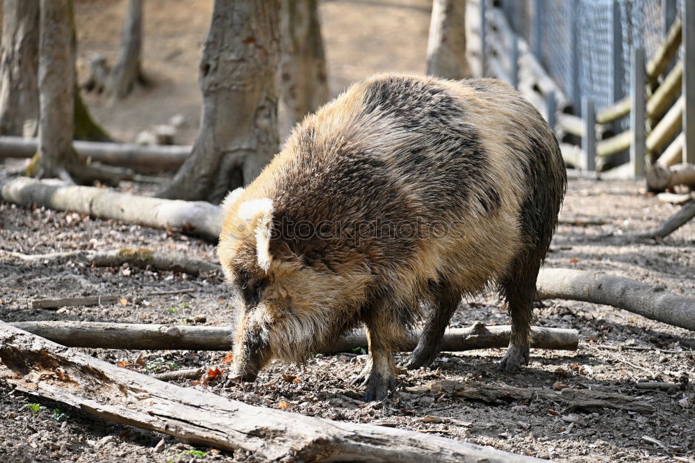 Similar – anteater Ant-eater Animal