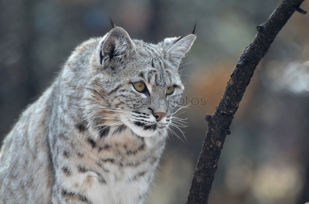 Similar – The Lynx I Style Nature