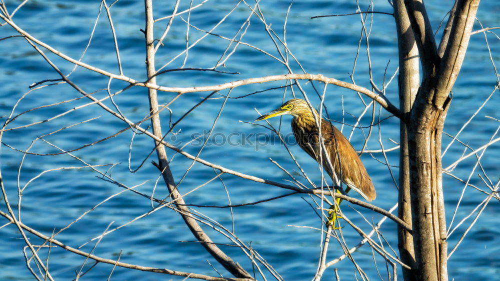 Similar – Foto Bild Meisenwinter (bunt) Vogel