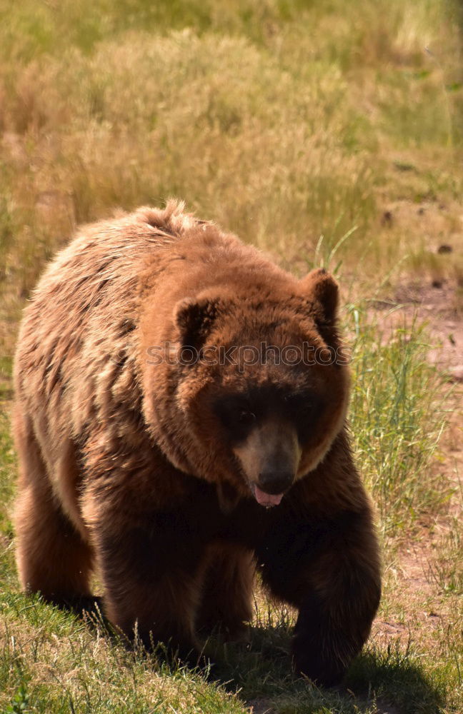 Similar – brown bear Animal