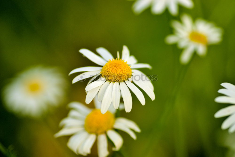 Similar – Daisy very big Flower