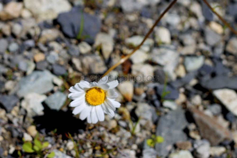 Similar – Image, Stock Photo [H08.2] Dog flower