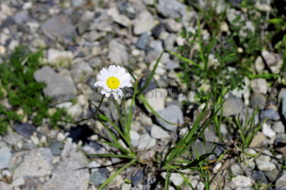 Similar – Image, Stock Photo [H08.2] Dog flower