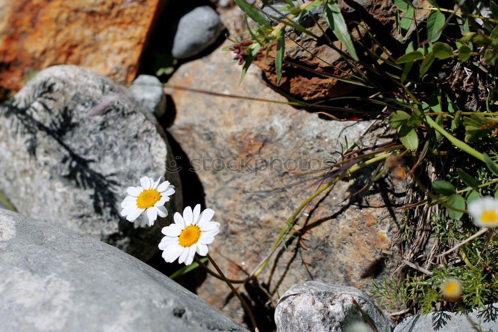 Similar – gelbe Blumen (Steinkraut) an einer Mauer