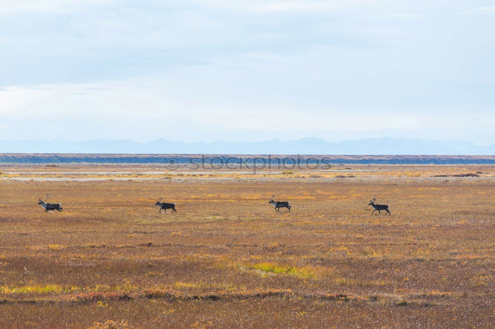 Similar – Image, Stock Photo Many in the Gobi Mongolia