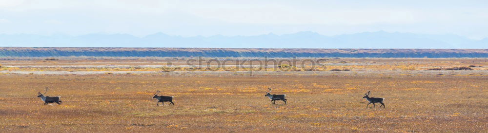 Image, Stock Photo Many in the Gobi Mongolia