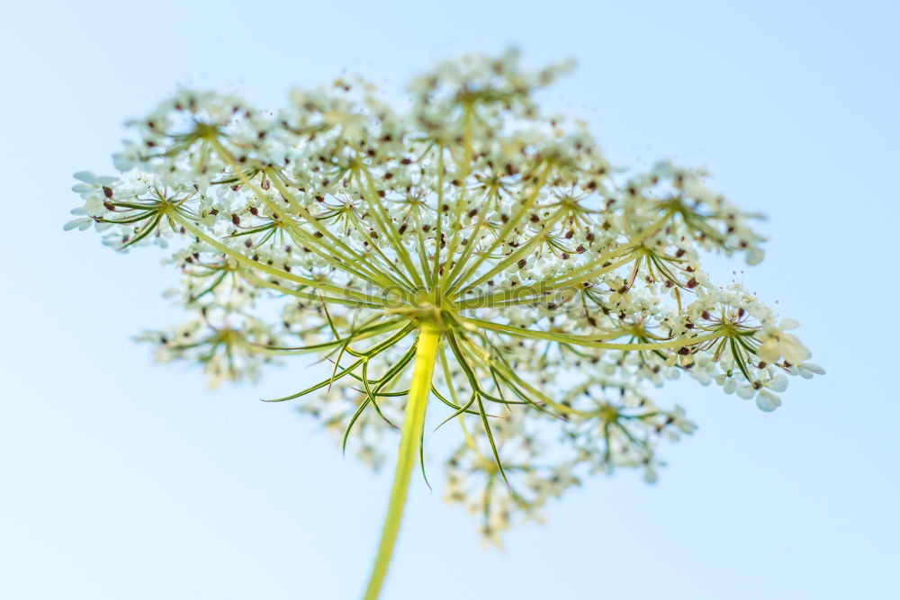 Similar – Stem with flowers of a wild carrot from the frog’s eye view in front of a blue sky