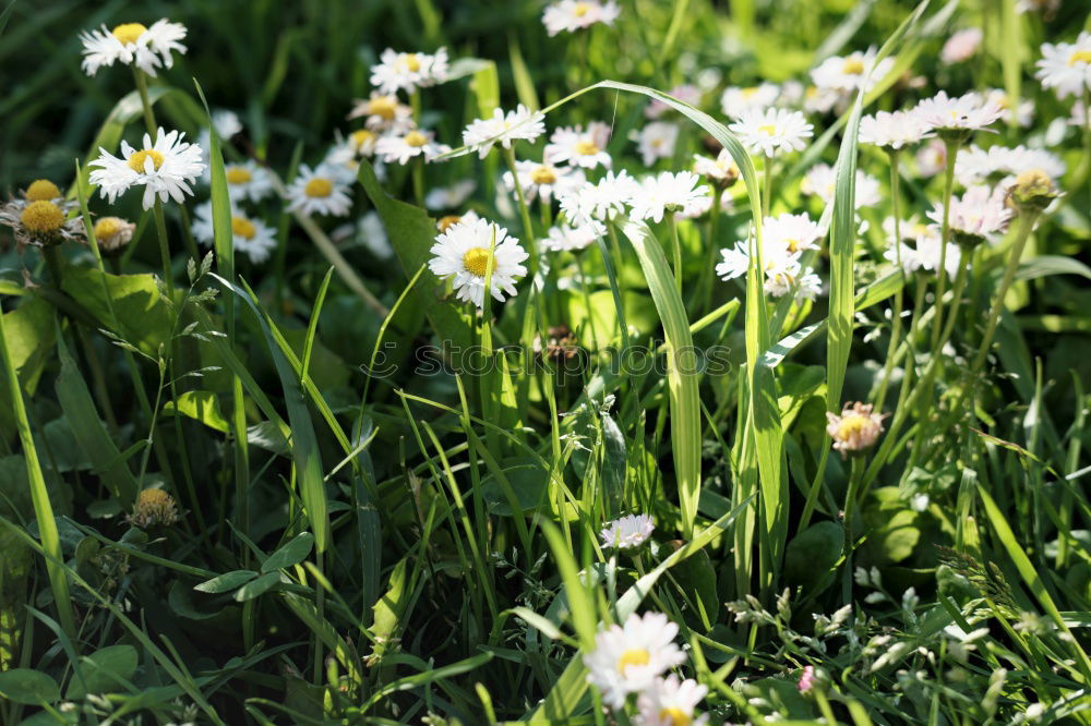 Similar – Image, Stock Photo bee perspective Meadow