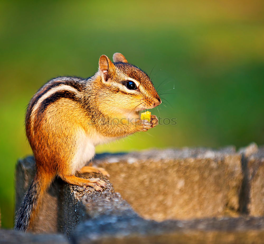 Similar – Image, Stock Photo cute grey squirrel eating nut
