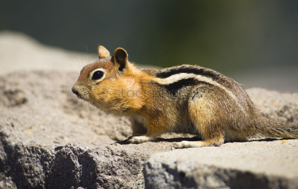 Similar – Standing squirrel with nut in mouth