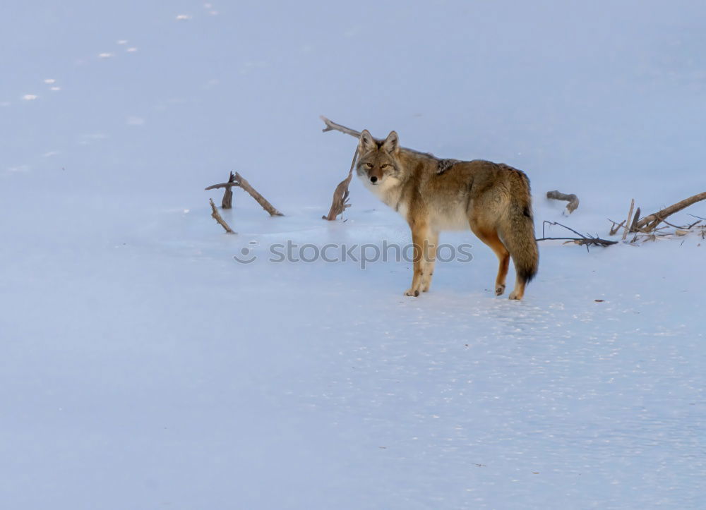 Similar – Image, Stock Photo Reindeer at a lake in Iceland