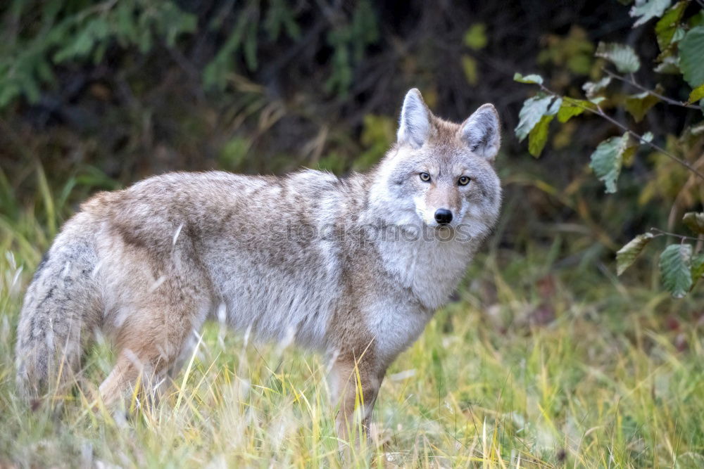 Similar – Image, Stock Photo Little Steppe Fox