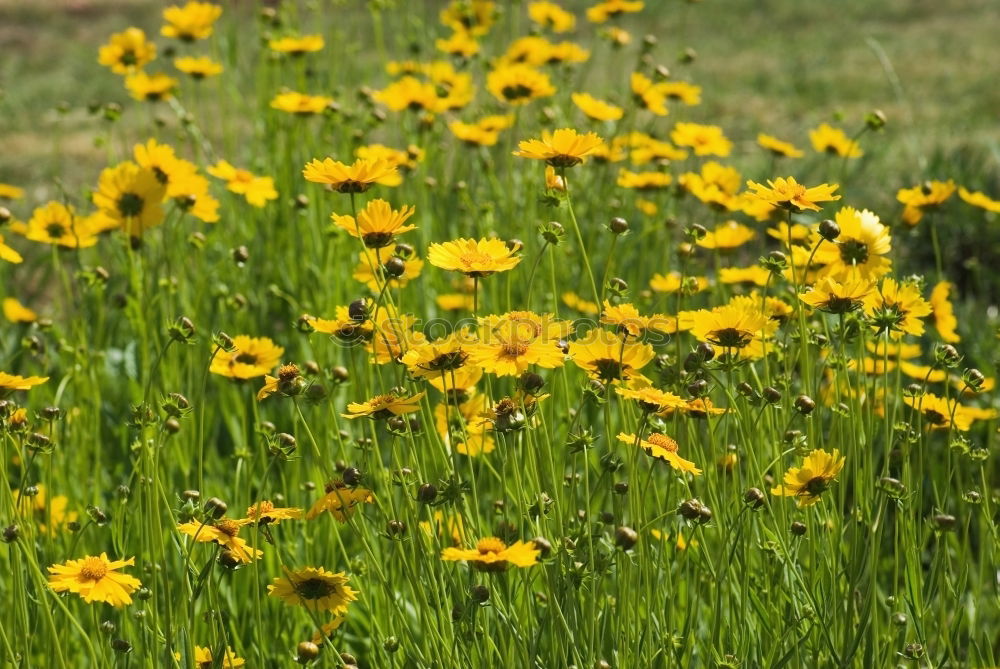 Similar – Image, Stock Photo summer feeling