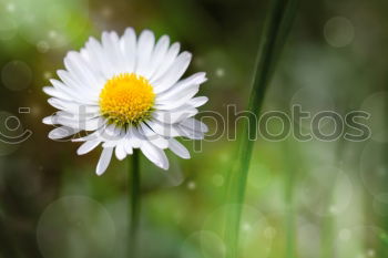 Similar – Wiesenschönheit Farbfoto